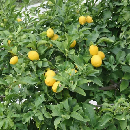 With A Parking Space Hvar - 11427 *